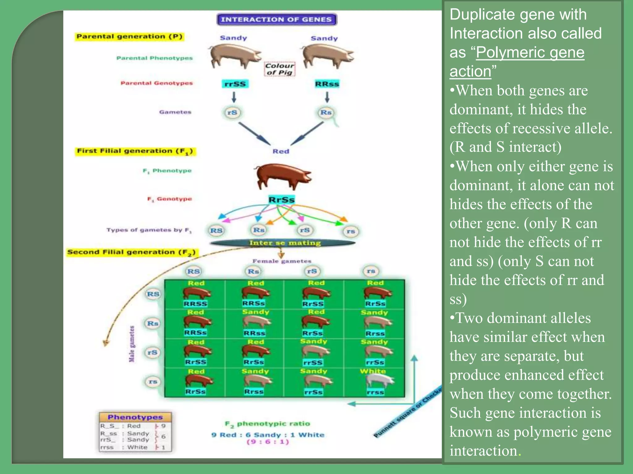 Duplicate gene with
Interaction also called
as “Polymeric gene
action”
•When both genes are
dominant, it hides the
effects of recessive allele.
(R and S interact)
•When only either gene is
dominant, it alone can not
hides the effects of the
other gene. (only R can
not hide the effects of rr
and ss) (only S can not
hide the effects of rr and
ss)
•Two dominant alleles
have similar effect when
they are separate, but
produce enhanced effect
when they come together.
Such gene interaction is
known as polymeric gene
interaction.
 