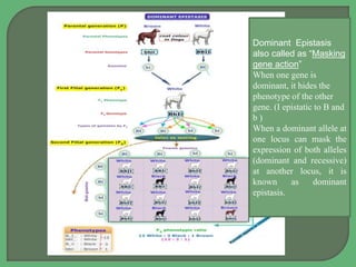 Modification of Normal Mendelian ratios with Lethal gene effcets and ...