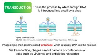Unjustly Incriminating Bacteria: the Role of Bacteriophages in ...