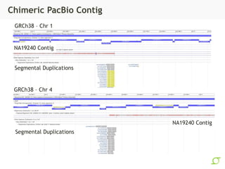 Chimeric PacBio Contig
GRCh38 – Chr 1
GRCh38 – Chr 4
NA19240 Contig
NA19240 Contig
Segmental Duplications
Segmental Duplic...
