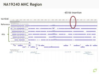 NA19240 MHC Region
NA19240
Reference
Alts
~65 kb insertion
 