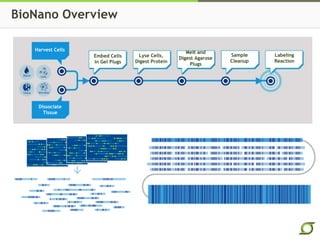 Harvest Cells
Dissociate
Tissue
Embed Cells
in Gel Plugs
Lyse Cells,
Digest Protein
Melt and
Digest Agarose
Plugs
Sample
Cleanup
Labeling
Reaction
BioNano Overview
 