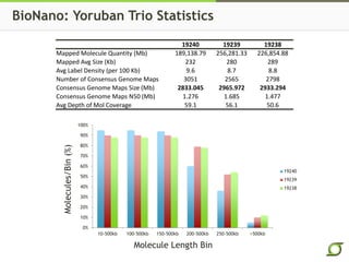 0%
10%
20%
30%
40%
50%
60%
70%
80%
90%
100%
10-500kb 100-500kb 150-500kb 200-500kb 250-500kb >500kb
19240
19239
19238
19240 19239 19238
Mapped Molecule Quantity (Mb) 189,138.79 256,281.33 226,854.88
Mapped Avg Size (Kb) 232 280 289
Avg Label Density (per 100 Kb) 9.6 8.7 8.8
Number of Consensus Genome Maps 3051 2565 2798
Consensus Genome Maps Size (Mb) 2833.045 2965.972 2933.294
Consensus Genome Maps N50 (Mb) 1.276 1.685 1.477
Avg Depth of Mol Coverage 59.1 56.1 50.6
BioNano: Yoruban Trio Statistics
Molecule Length Bin
Molecules/Bin(%)
 