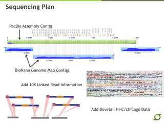 PacBio Assembly Contig
BioNano Genome Map Contigs
Sequencing Plan
Add 10X Linked Read information
Add Dovetail Hi-C/chiCago Data
 