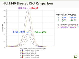 NA19240 Sheared DNA Comparison
Library Shear Type Shear Settings
2 g-Tube 5500 rpm
3 g-Tube 4800 rpm
4 g-Tube 4800 rpm
5 g-Tube 4500 rpm
6 MegaRuptor Menlo Park 30 kb
7 MegaRuptor Menlo Park 30 kb
8 MegaRuptor MGI 30 kb
30kb MGI 30kb MP
G-Tube 4800 G-Tube 4500
 
✜ ✪
 