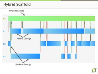 Hybrid Scaffold
Hybrid Scaffold
PacBio Contigs
BioNano Contigs
 