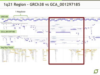 1q21 Region – GRCh38 vs GCA_001297185
1 Megabase
GRCh38
GCA_001297185
Seg Dup Track
 