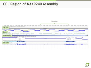CCL Region of NA19240 Assembly
GRCh38
Genes
Seg Dup
PB Assembly
1 Megabase
 