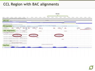 CCL Region with BAC alignments
GRCh38
BAC Alignments
Seg Dup
PB Assembly
100 Kb
 
