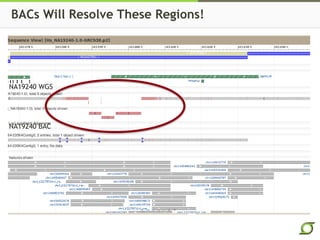 BACs Will Resolve These Regions!
NA19240 BAC
NA19240 WGS
 