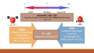 pH normal = 7.36 – 7.44
Fungsi dan jaringan tubuh akan berjalan optimal pada pH antara
7.10 – 7.6
ASAM
Substansi yang dapat
memberikan
ion hydrogen (H+)
HCl  H+ dan Cl-
BASA
Substansi yang dapat
menerima
ion hydrogen (H+)
HCO3- dan H+  H2CO3
H+ = pH
pengukuran aktivitas H+
 