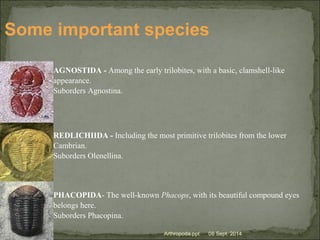 AGNOSTIDA - Among the early trilobites, with a basic, clamshell-like
appearance.
Suborders Agnostina.
REDLICHIIDA - Including the most primitive trilobites from the lower
Cambrian.
Suborders Olenellina.
PHACOPIDA- The well-known Phacops, with its beautiful compound eyes
belongs here.
Suborders Phacopina.
Some important species
Arthropoda.ppt 08 Sept. 2014
 