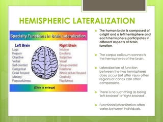 HEMISPHERIC LATERALIZATION
 The human brain is composed of
a right and a left hemisphere and
each hemisphere participates in
different aspects of brain
function.
 The corpus collosum connects
the hemispheres of the brain.
 Lateralization of function
between the two hemispheres
does occur but after injury other
regions of cortex can often
compensate.
 There is no such thing as being
'left-brained' or 'right-brained'.
 Functional lateralization often
varies between individuals.
 