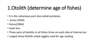 1.Otolith (determine age of fishes)
• It is the calcareous part also called earstones.
• Jones (1954)
• Hynes(1964)
• Scale less
• Three pairs of otoliths in all fishes three on each side of internal ear
• Largest three Otolith called saggita used for age reading
 