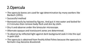 2.Opercula
• The opercula bones are used for age determination by many workers like
Bardach (1955).
• Successful method
• Removed easily by twisted by figures. And put it into water and boiled for
2-3 minutes then remove body flesh and skin by cloth.
• Dry it and observe under the binocular microscope.
• Alternate opaque and translucent zones are determined.
• To observe by reflected light against dark background soak it into the xyol
in petri dish
• The opercula is obtained from freshly killed fishes because the opercula in
formalin may become disvolored.
 