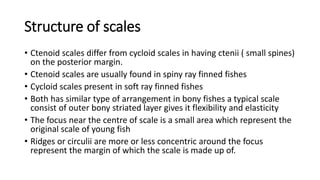 Structure of scales
• Ctenoid scales differ from cycloid scales in having ctenii ( small spines)
on the posterior margin.
• Ctenoid scales are usually found in spiny ray finned fishes
• Cycloid scales present in soft ray finned fishes
• Both has similar type of arrangement in bony fishes a typical scale
consist of outer bony striated layer gives it flexibility and elasticity
• The focus near the centre of scale is a small area which represent the
original scale of young fish
• Ridges or circulii are more or less concentric around the focus
represent the margin of which the scale is made up of.
 