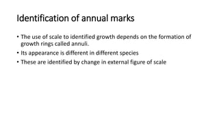 Identification of annual marks
• The use of scale to identified growth depends on the formation of
growth rings called annuli.
• Its appearance is different in different species
• These are identified by change in external figure of scale
 