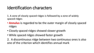 Identification characters
1. A zone of closely spaced ridges is followed by a zone of widely
spaced ridges
• Annulus is regarded to be the outer margin of closely spaced
ridges
• Closely spaced ridges showed slower growth
• While spaced ridges showed faster growth
2. A discontinuous ridge between two continuous ones is also
one of the criterion which identifies annual mark
 