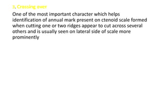 3. Crossing over
One of the most important character which helps
identification of annual mark present on ctenoid scale formed
when cutting one or two ridges appear to cut across several
others and is usually seen on lateral side of scale more
prominently
 