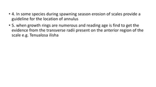 • 4. In some species during spawning season erosion of scales provide a
guideline for the location of annulus
• 5. when growth rings are numerous and reading age is find to get the
evidence from the transverse radii present on the anterior region of the
scale e.g. Tenualosa ilisha
 