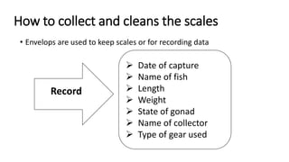 How to collect and cleans the scales
• Envelops are used to keep scales or for recording data
 Date of capture
 Name of fish
 Length
 Weight
 State of gonad
 Name of collector
 Type of gear used
Record
 