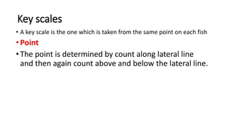 Key scales
• A key scale is the one which is taken from the same point on each fish
•Point
•The point is determined by count along lateral line
and then again count above and below the lateral line.
 