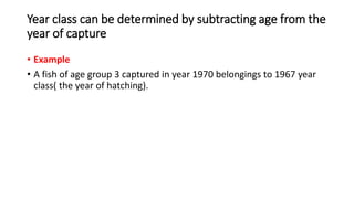 Year class can be determined by subtracting age from the
year of capture
• Example
• A fish of age group 3 captured in year 1970 belongings to 1967 year
class( the year of hatching).
 