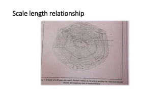 Scale length relationship
 