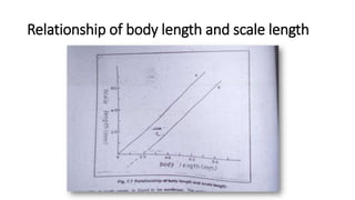 Relationship of body length and scale length
 