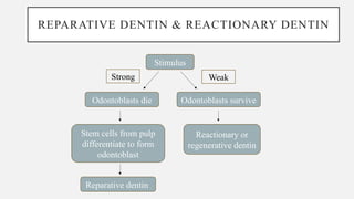 Age changes in enamel and dentin tissues | PPTX