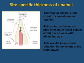 •Thinning of enamel at the
extent of cementoenamel
junction.
•Thickening at the incisal
edge (maximum facial-palatal
width) due to wear with
advancing age.
•This results in an overall
reduction in the height of the
tooth crown.
Site-specific thickness of enamel
 