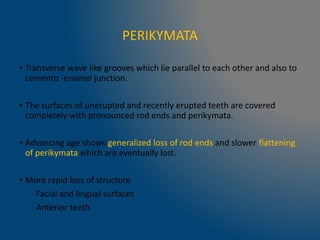 PERIKYMATA
• Transverse wave like grooves which lie parallel to each other and also to
cemento -enamel junction.
• The surfaces of unerupted and recently erupted teeth are covered
completely with pronounced rod ends and perikymata.
• Advancing age shows generalized loss of rod ends and slower flattening
of perikymata which are eventually lost.
• More rapid loss of structure
Facial and lingual surfaces
Anterior teeth
 