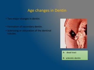 Age changes in Dentin
• Two major changes in dentin:
• Formation of secondary dentin.
• Sclerosing or obturation of the dentinal
tubules.
A- dead tract
B- sclerotic dentin
 