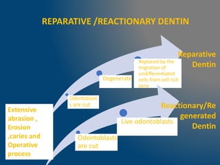 REPARATIVE /REACTIONARY DENTIN
Odontoblast
s are cut
Degenerate
Replaced by the
migration of
undifferentiated
cells from cell rich
zone
Odontoblasts
are cut
Live odontoblasts
Reparative
Dentin
Reactionary/Re
generated
Dentin
Extensive
abrasion ,
Erosion
,caries and
Operative
process
 