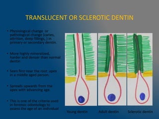 TRANSLUCENT OR SCLEROTIC DENTIN
• Physiological change or
pathological change (caries,
attrition, deep fillings, ) in
primary or secondary dentin.
• More highly mineralized,
harder and denser than normal
dentin
• Seen first near the root apex
in a middle aged person.
• Spreads upwards from the
apex with advancing age.
• This is one of the criteria used
in forensic odontology to
assess the age of an individual
Young dentin Adult dentin Sclerotic dentin
 