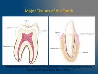 Major Tissues of the Tooth
The completely formed teeth and the periodontium should remain intact and fully
functional without disease for a lifetime.
 