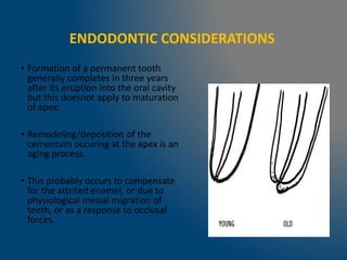 ENDODONTIC CONSIDERATIONS
• Formation of a permanent tooth
generally completes in three years
after its eruption into the oral cavity
but this doesnot apply to maturation
of apex.
• Remodeling/deposition of the
cementum occuring at the apex is an
aging process.
• This probably occurs to compensate
for the attrited enamel, or due to
physiological mesial migration of
teeth, or as a response to occlusal
forces.
 