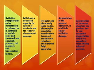 13
Oxidative
phosphorylati
on by
mitochondria
is reduced; as
is synthesis
of nucleic
acids and
structural and
enzymatic
proteins, cell
receptors,
and
transcription
factors.
Cells have a
decreased
capacity for
uptake of
nutrients and
for repair of
chromosomal
damage.
Irregular and
abnormally
lobed nuclei ,
pleomorphic
vacuolated
mitochondria,
decreased
endoplasmic
reticulum,
and distorted
Golgi
apparatus.
Accumulation
of the
pigment
lipofuscin, is
a tell tale
sign of
oxidative
damage.
Accumulation
of advanced
glycation end
product, due
to non-
enzymatic
glycosylation
which are
capable of
cross linking
adjacent
proteins.
 