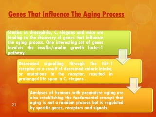 Genes That Influence The Aging Process
21
Studies in drosophila, C. elegans and mice are
leading to the discovery of genes that influence
the aging process. One interesting set of genes
involves the insulin/insulin growth factor-1
pathway.
Decreased signalling through the IGF-1
receptor as a result of decreased caloric intake,
or mutations in the receptor, resulted in
prolonged life span in C. elegans .
Analyses of humans with premature aging are
also establishing the fundamental concept that
aging is not a random process but is regulated
by specific genes, receptors and signals.
 