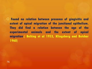  Found no relation between presence of gingivitis and
extent of apical migration of the junctional epithelium.
They did find a relation between the age of the
experimental animals and the extent of apical
migration.( Belting et al 1953, Klingsberg and Butcher
1960)
76
 