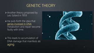 GENETIC THEORY
Another theory proposed by
Leo Szilard in 1959
He puts forth the idea that
genes involved in DNA
metabolism and repair become
faulty with time.
This leads to accumulation of
DNA damage that manifests as
aging.
10
 
