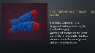THE TELOMERASE THEORY OF
AGEING
•
Similarly, Watson in 1972
suggested that telomeres may be
involved in aging.
Age related changes do not occur
uniformly in individuals , but they
are under the influence of genetic
and environment factors
12
 