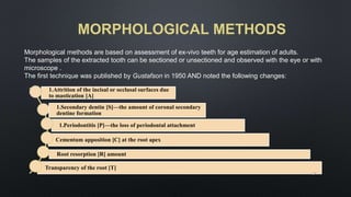 MORPHOLOGICAL METHODS
Morphological methods are based on assessment of ex-vivo teeth for age estimation of adults.
The samples of the extracted tooth can be sectioned or unsectioned and observed with the eye or with
microscope .
The first technique was published by Gustafson in 1950 AND noted the following changes:
1.Attrition of the incisal or occlusal surfaces due
to mastication [A]
1.Periodontitis [P]—the loss of periodontal attachment
Cementum apposition [C] at the root apex
Transparency of the root [T]
Root resorption [R] amount
1.Secondary dentin [S]—the amount of coronal secondary
dentine formation
17
 