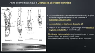 Aged odontoblasts have a Decreased Secretory Function
 Oodontoblasts reduce their secretory machinery acquire
a mature stage characterized by the presence of
autophagic vacuoles (AV).
 Accumulation of lipofuscin deposits- LF
 The size of the odontoblast layer changes from columnar
in young to cuboidal in older indivuals.
Nestin and Notch protein, which are expressed in young
odontoblasts , are absent in adult tissue
but are reexpressed during reparative dentin formation
50
 