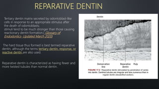 REPARATIVE DENTIN
The hard tissue thus formed is best termed reparative
dentin, although the terms tertiary dentin, response, or
reactive dentin are also used.
Reparative dentin is characterized as having fewer and
more twisted tubules than normal dentin.
Tertiary dentin matrix secreted by odontoblast-like
cells in response to an appropriate stimulus after
the death of odontoblasts;
stimuli tend to be much stronger than those causing
reactionary dentin formation.( Glossary of
Endodontics- Updated March 2020)
51
 