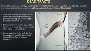 Dead tracts In dried ground sections of
normal dentin shows the odontoblast
processes disintegrate, and the empty
tubules are filled with air.
 Their degeneration is often observed in
the area of narrow pulpal horns because
of crowding of odontoblasts.
 Where reparative dentin seals dentinal
tubules at their pulpal ends, dentinal
tubules fill with fluid or gaseous
substances.
DEAD TRACTS
Dentinal tubules seen in histologic sections to be devoid of cellular processes indicating odontoblastic destruction;
may contain debris and microorganisms. (Glossary of Endodontics- Updated March 2020)
53
 
