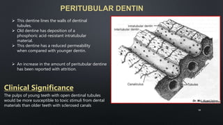 PERITUBULAR DENTIN
 This dentine lines the walls of dentinal
tubules.
 Old dentine has deposition of a
phosphoric acid-resistant intratubular
material.
 This dentine has a reduced permeability
when compared with younger dentin.
 An increase in the amount of peritubular dentine
has been reported with attrition.
Clinical Significance
The pulps of young teeth with open dentinal tubules
would be more susceptible to toxic stimuli from dental
materials than older teeth with sclerosed canals
58
 