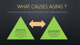 WHAT CAUSES AGING
The census today states that aging is the end result of various multiple biological process
GENETIC LEVEL
Where information
for the initiation and
maintainence of
cellular functions are
involved
CELLULAR LEVEL
Where integrity of
somatic cells are
maintained
6
 