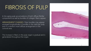 FIBROSIS OF PULP
In the aging pulp accumulations of both diffuse fibrillar
components as well as bundles of collagen fibers appear.
ARRANGEMENT CHANGES- Fiber bundles may appear
arranged longitudinally in bundles in the radicular pulp,
and in a random more diffuse arrangement in the
coronal area.
The increase in fibers in the pulp organ is gradual and is
generalized throughout the organ.
70
 