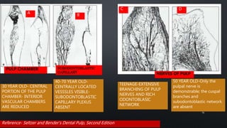 TEENAGE-EXTENSIVE
BRANCHING OF PULP
NERVES AND RICH
ODONTOBLASIC
NETWORK
30 YEAR OLD- CENTRAL
PORTION OF THE PULP
CHAMBER- INTERIOR
VASCULAR CHAMBERS
ARE REDUCED
40-70 YEAR OLD-
CENTRALLY LOCATED
VESSSLES VISIBLE-
SUBODONTOBLASTIC
CAPILLARY PLEXUS
ABSENT
50 YEAR OLD-Only the
pulpal nerve is
demonstrable; the cuspal
branches and
subodontoblastic network
are absent
Reference- Seltzer and Bender's Dental Pulp, Second Edition
75
A
D
C
B
PULP CHAMBER SUBODONTOBLASTIC
CAPILLARY NERVES OF PULP
 